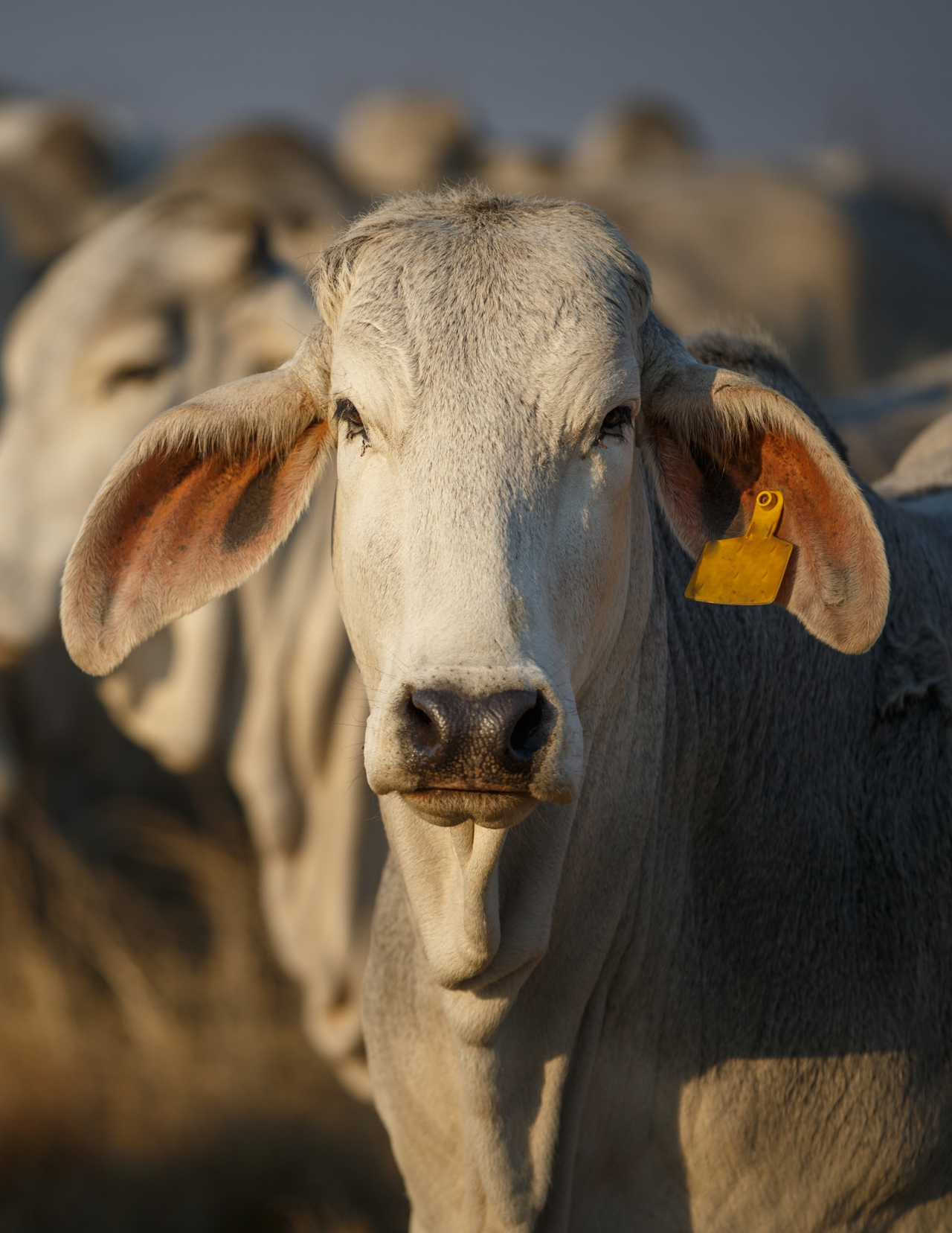 foto portada - Agro-Superiores